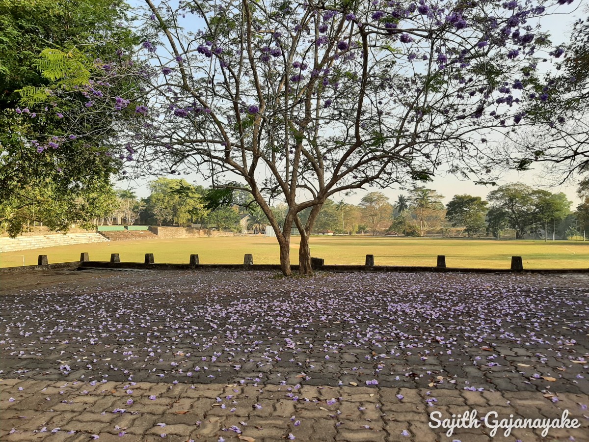 Jacaranda mimosifolia D.Don